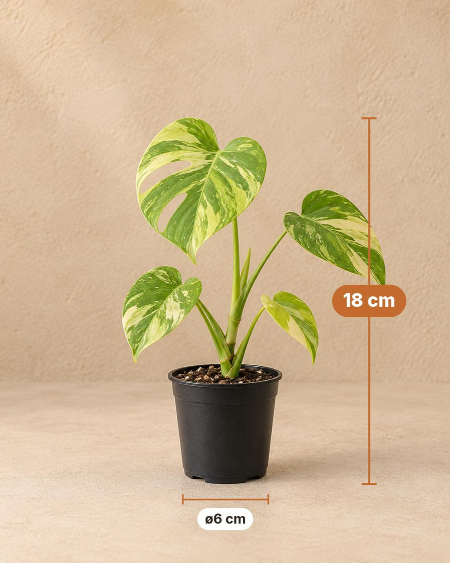 Gatenplant (Monstera deliciosa 'Electro Light') 18 cm hoog, pot ø6 cm
