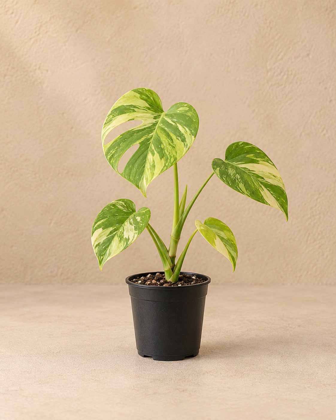 Gatenplant (Monstera deliciosa 'Electro Light')