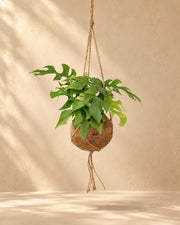 Monstera minima (Rhaphidophora tetrasperma) hangplant