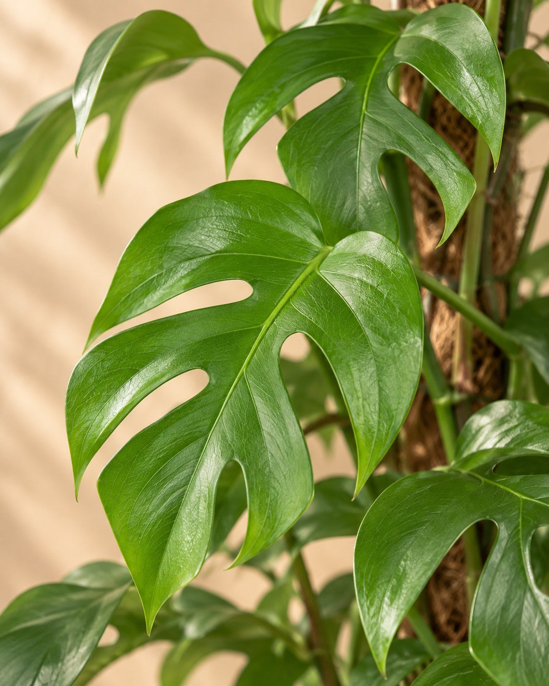 Close-up van het blad van de Monstera Minima (Rhaphidophora tetrasperma)