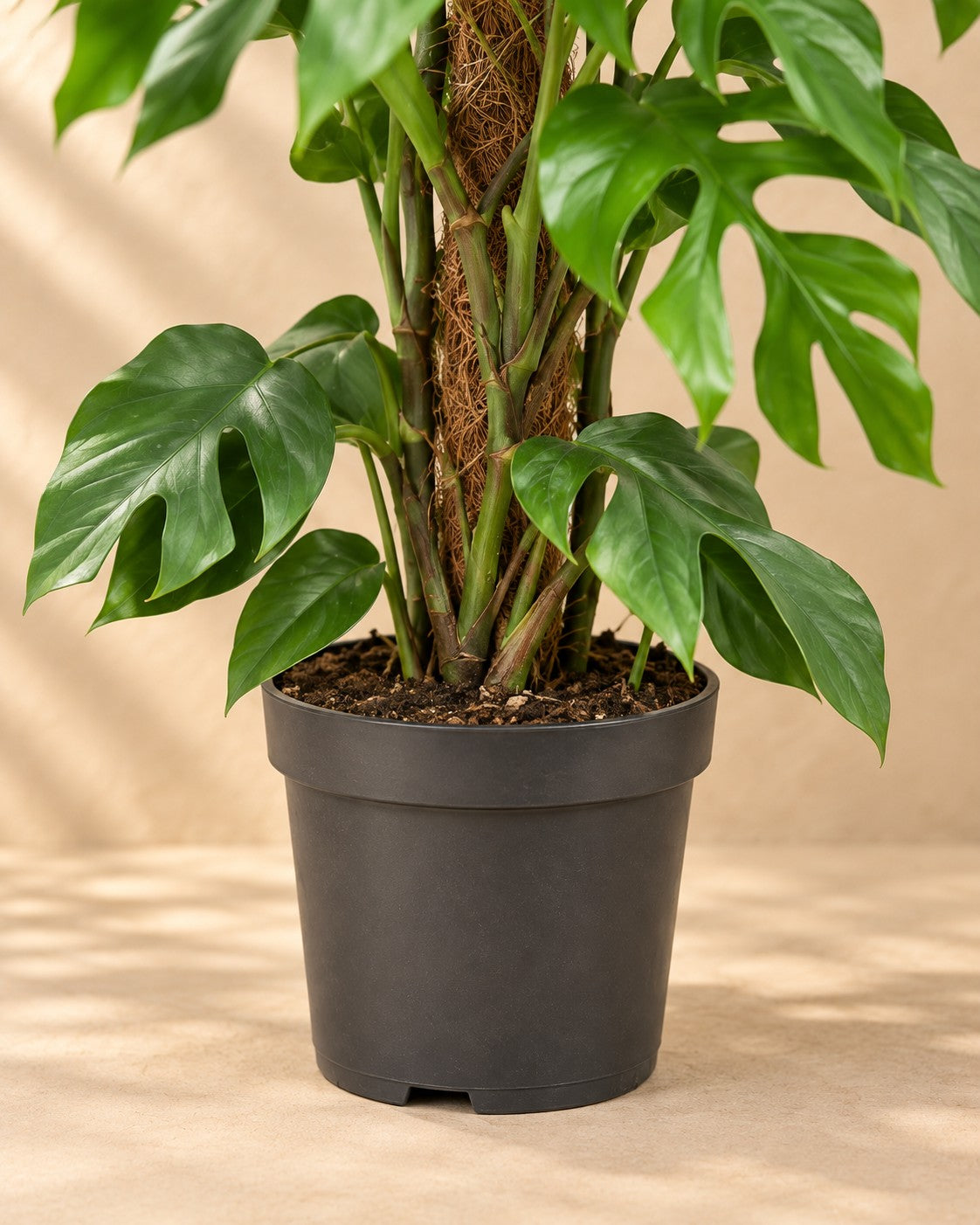 Onderste deel van de Monstera Minima (Rhaphidophora tetrasperma) met de kweekpot