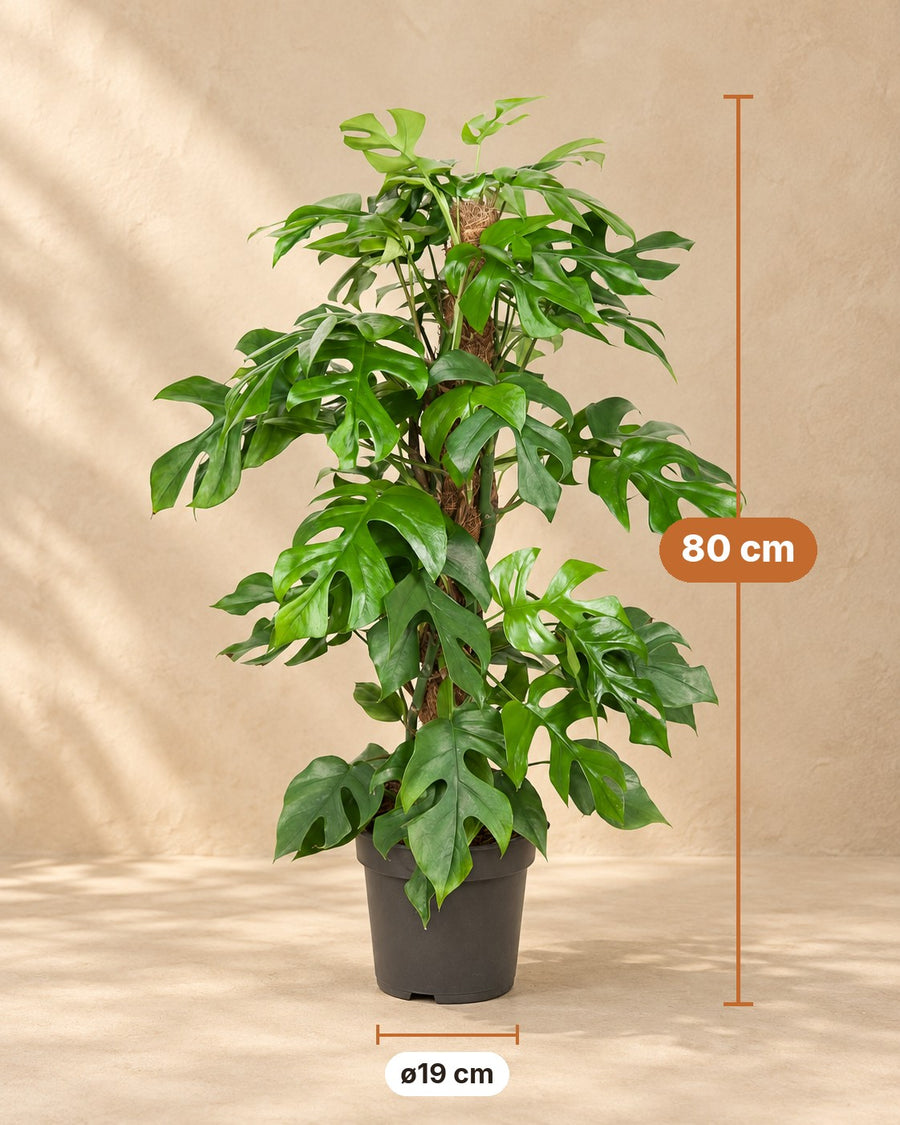 Monstera Minima (gatenplant) 80 cm hoog, pot ø19 cm