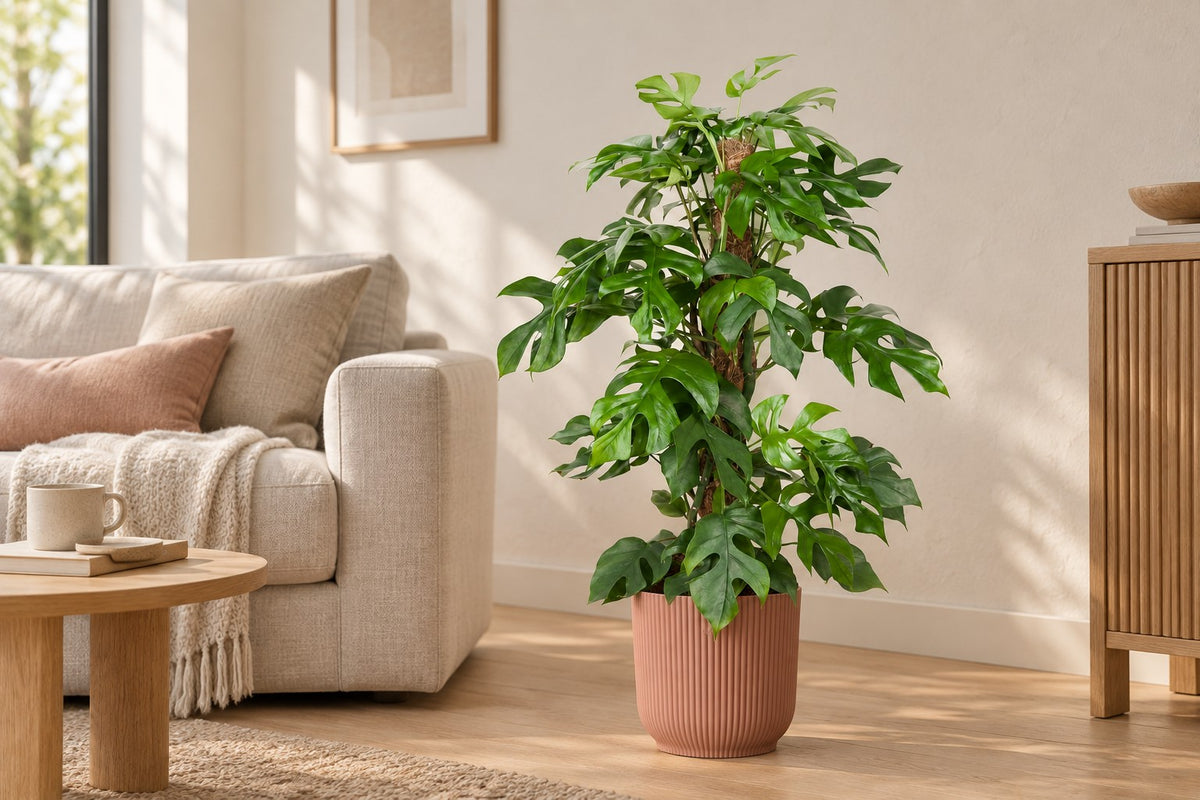 Monstera Minima van 80 cm in sierpot elho Vibes Fold Round roze in een lichte woonkamer