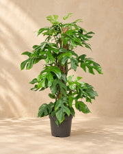 Monstera Minima (Rhaphidophora tetrasperma) van 80 cm hoog in kweekpot van 19 cm