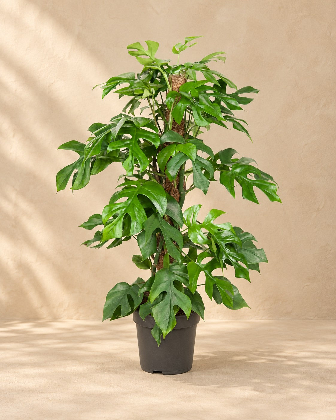 Monstera Minima (Rhaphidophora tetrasperma) van 80 cm hoog in kweekpot van 19 cm
