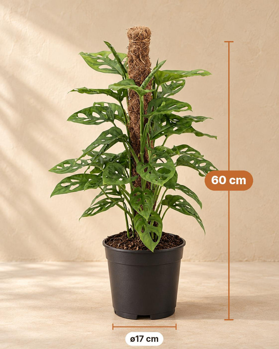 Gatenplant (Monstera adansonii 'Monkey') 60 cm hoog, pot ø17 cm