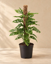 Gatenplant (Monstera adansonii 'Monkey')