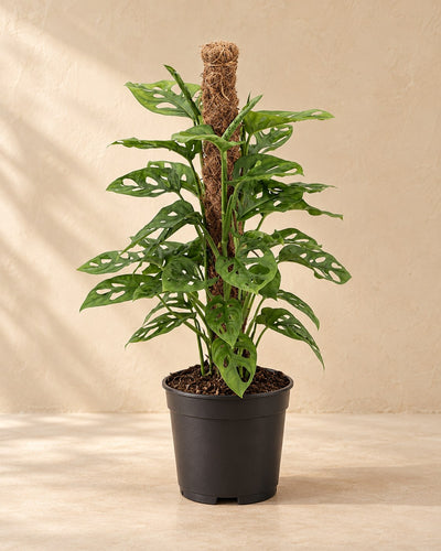 Gatenplant (Monstera adansonii 'Monkey')