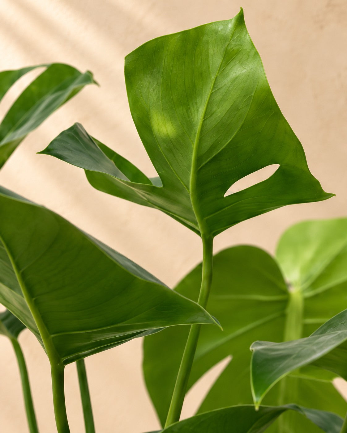 Närbild på bladen hos Monstera (Monstera deliciosa)
