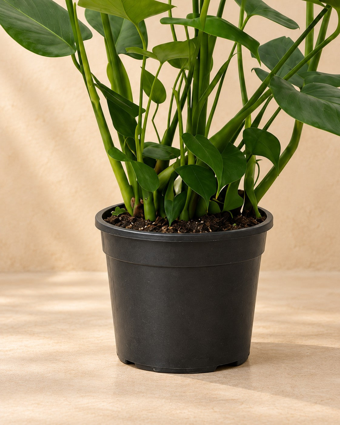 Nedre delen av Monstera (Monstera deliciosa) med odlingskrukan