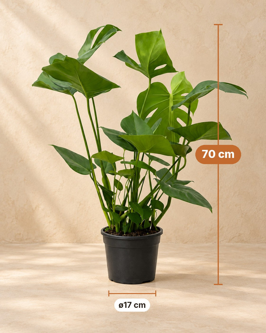 Monstera 70cm - ø17