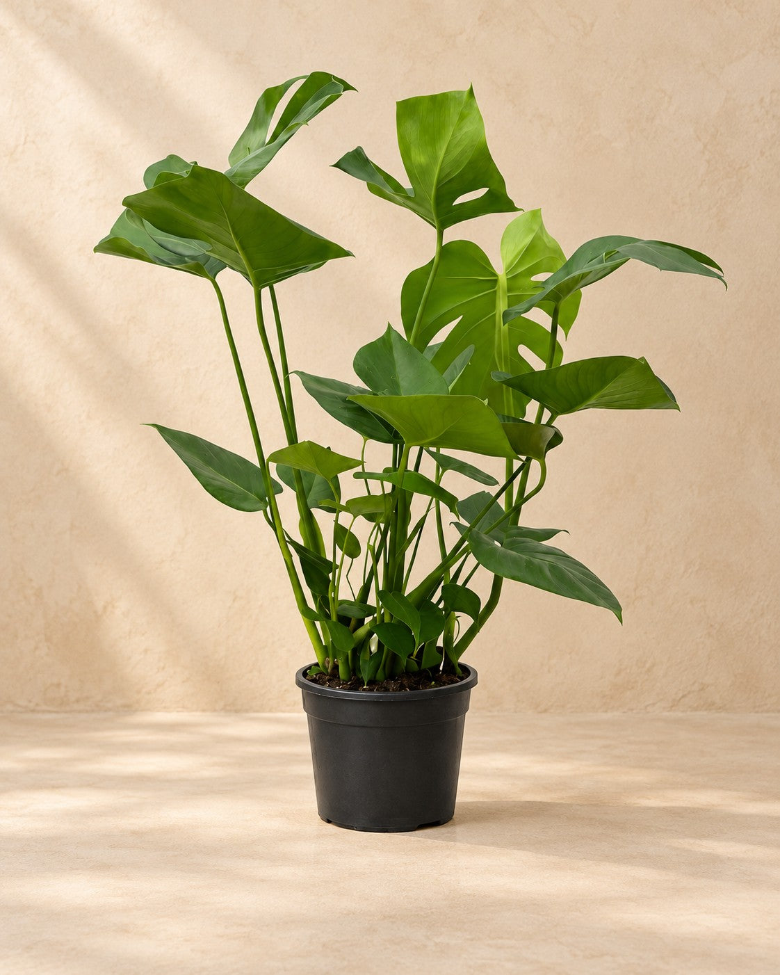 Monstera (Monstera deliciosa), 70 cm hög i en 17 cm odlingskruka