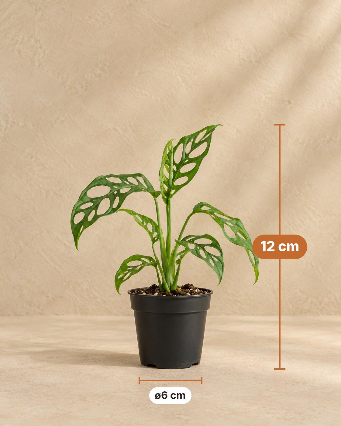 Monstera 12 cm høj, potte ø6 cm