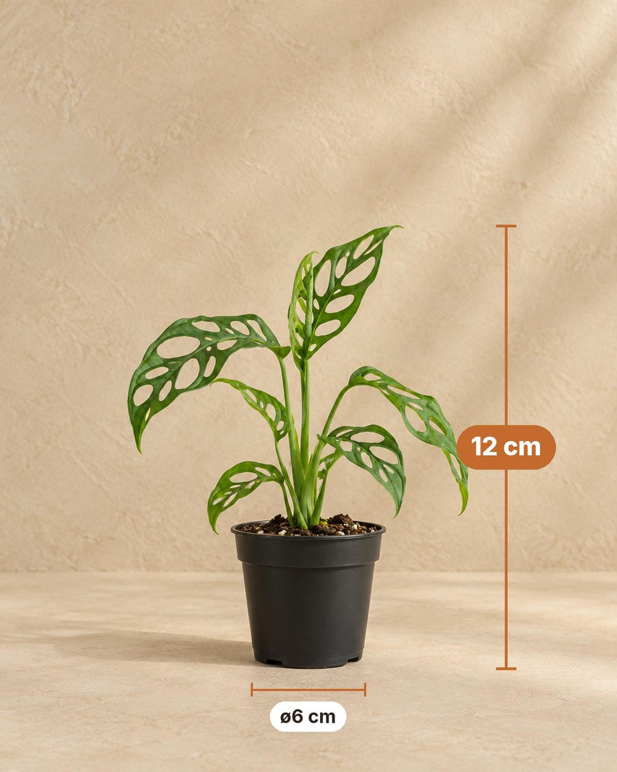 Monstera (Monstera obliqua) 12 cm høj, potte ø6 cm