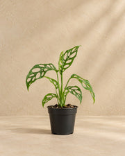 Monstera 12 cm høj, potte ø6 cm