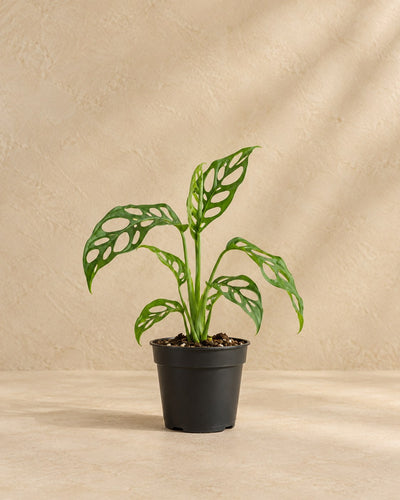 Monstera 12 cm høj, potte ø6 cm