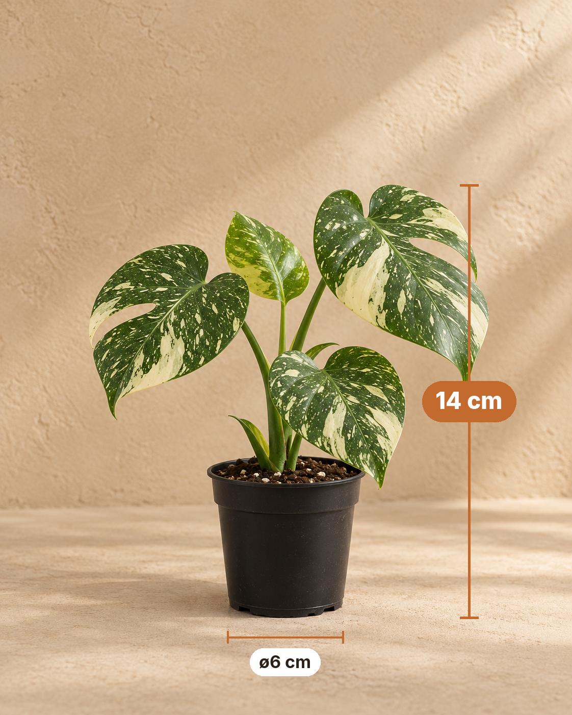 Gatenplant (Monstera deliciosa 'Thai Constellation'), 14 cm hoog, pot ø6 cm