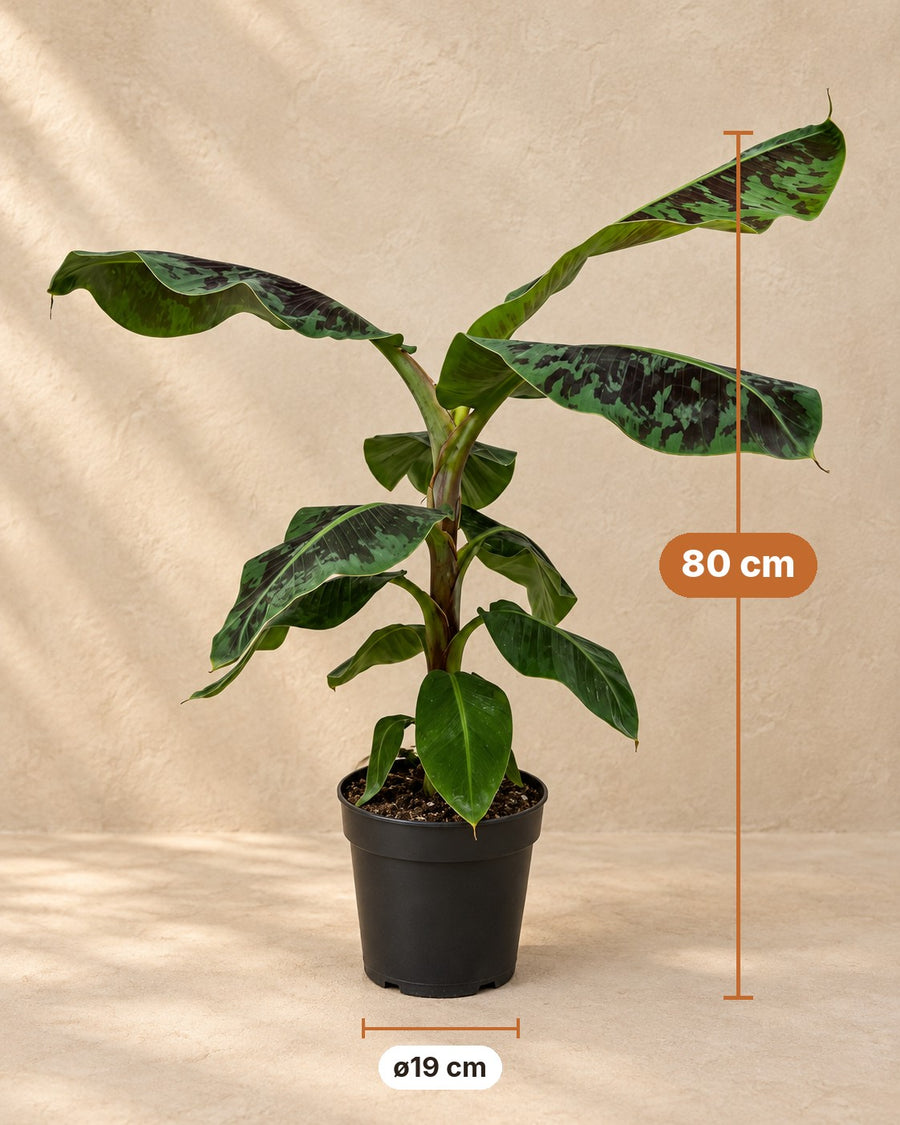 Musa (bananenplant) 80 cm hoog, pot ø19 cm