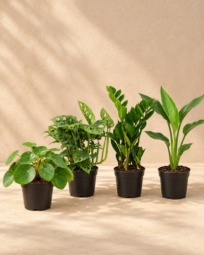 Musthave-plantekasse