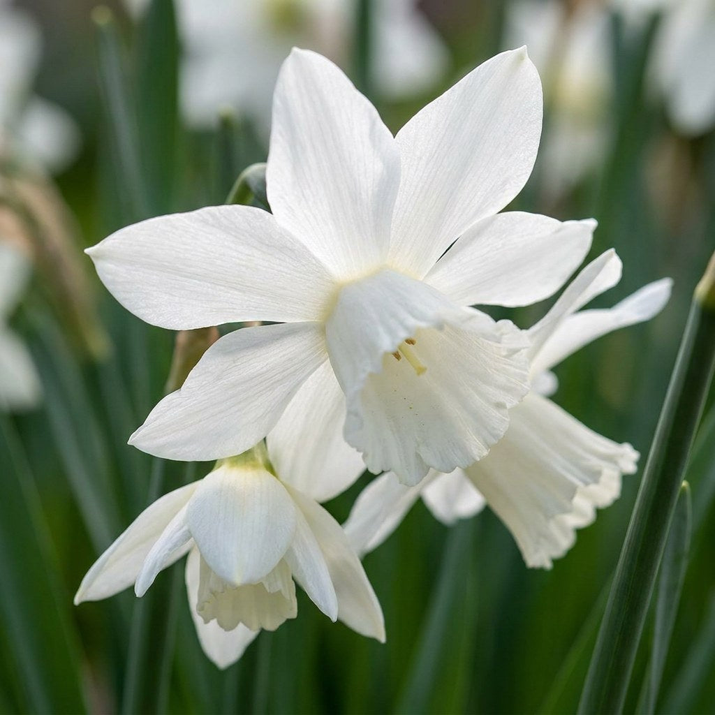 Narcis Botanische witte mix in bloei