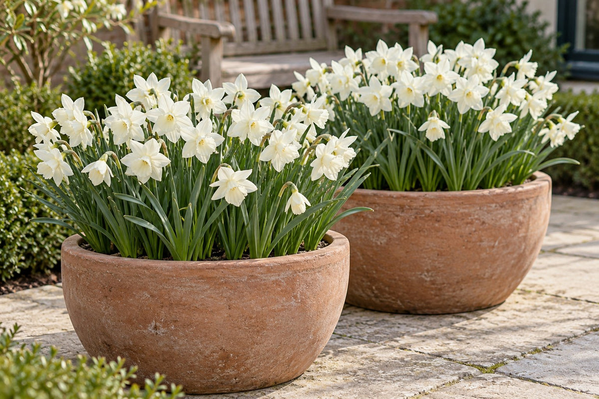 Narcis Botanische witte mix in bloei in potten op een terras