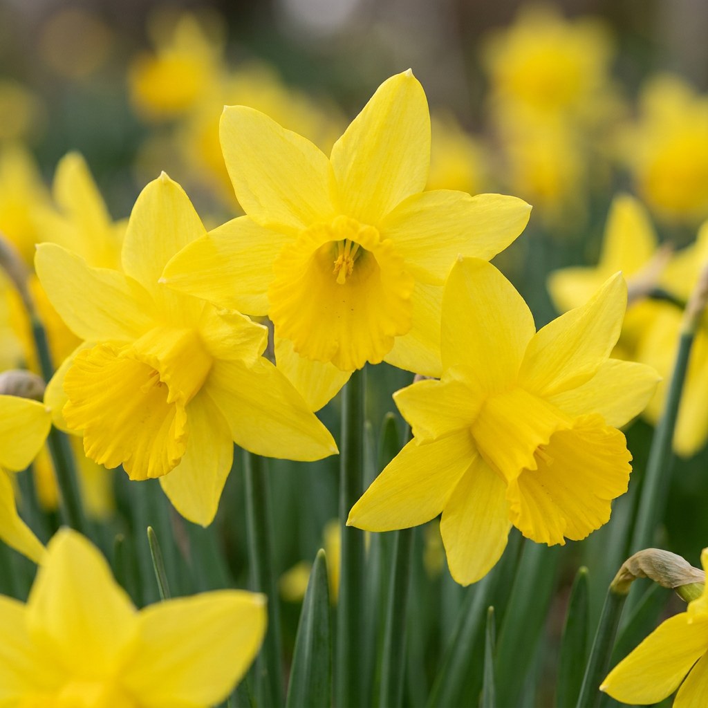 Narcis February Gold in bloei