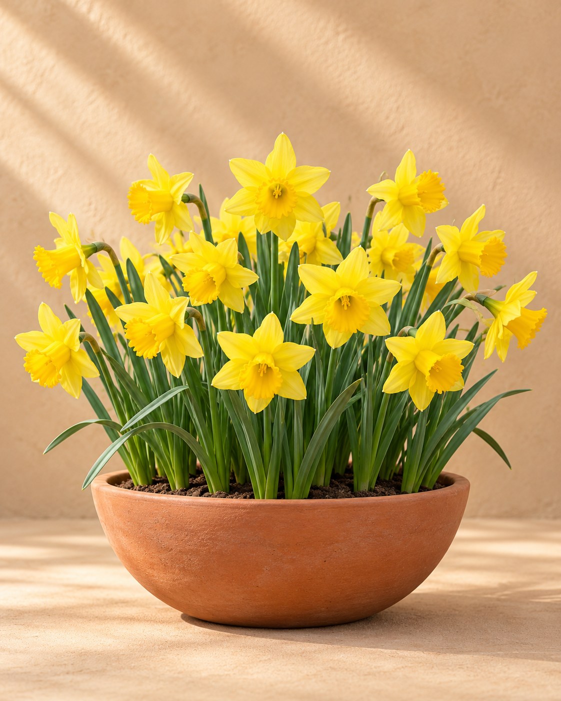 Daffodil bulbs February Gold in flower in a vase