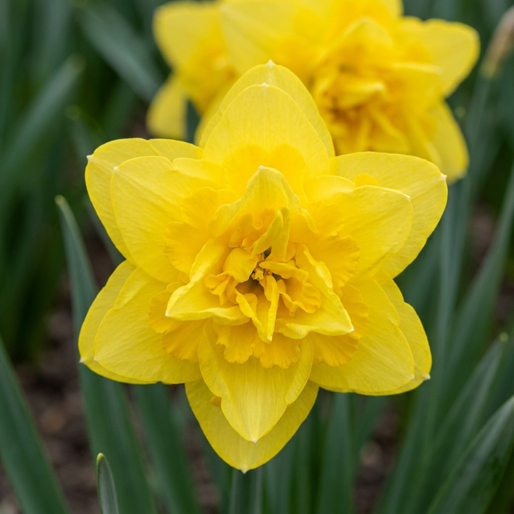 Narcis Golden Ducat in bloei