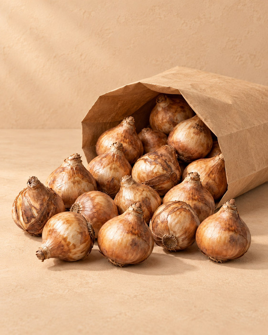 Narcisbollen Recurvus (Narcissus)