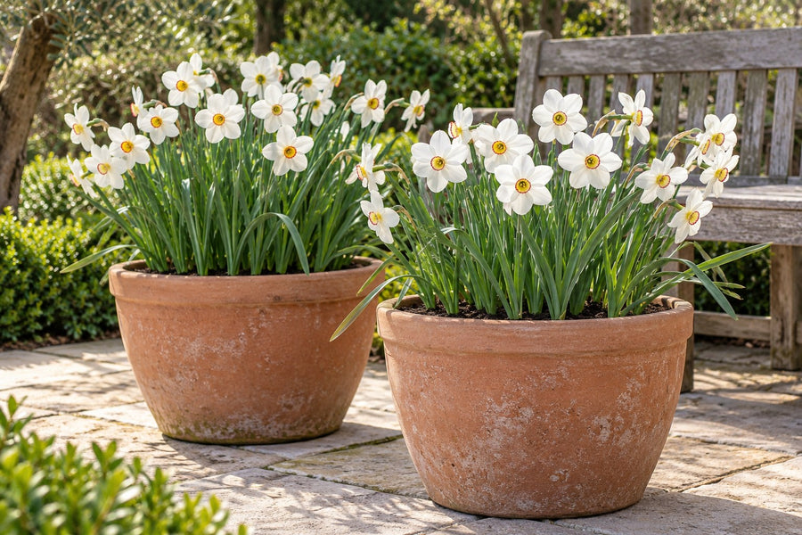 Narcisbollen Recurvus (Narcissus)