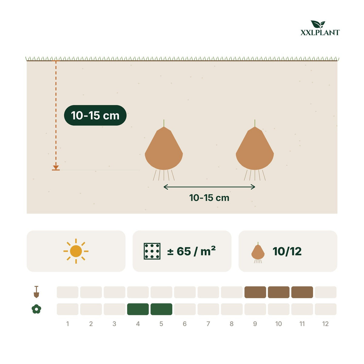 Plantkaart narcisbollen replete: 10-15 cm diep, 10-15 cm uit elkaar