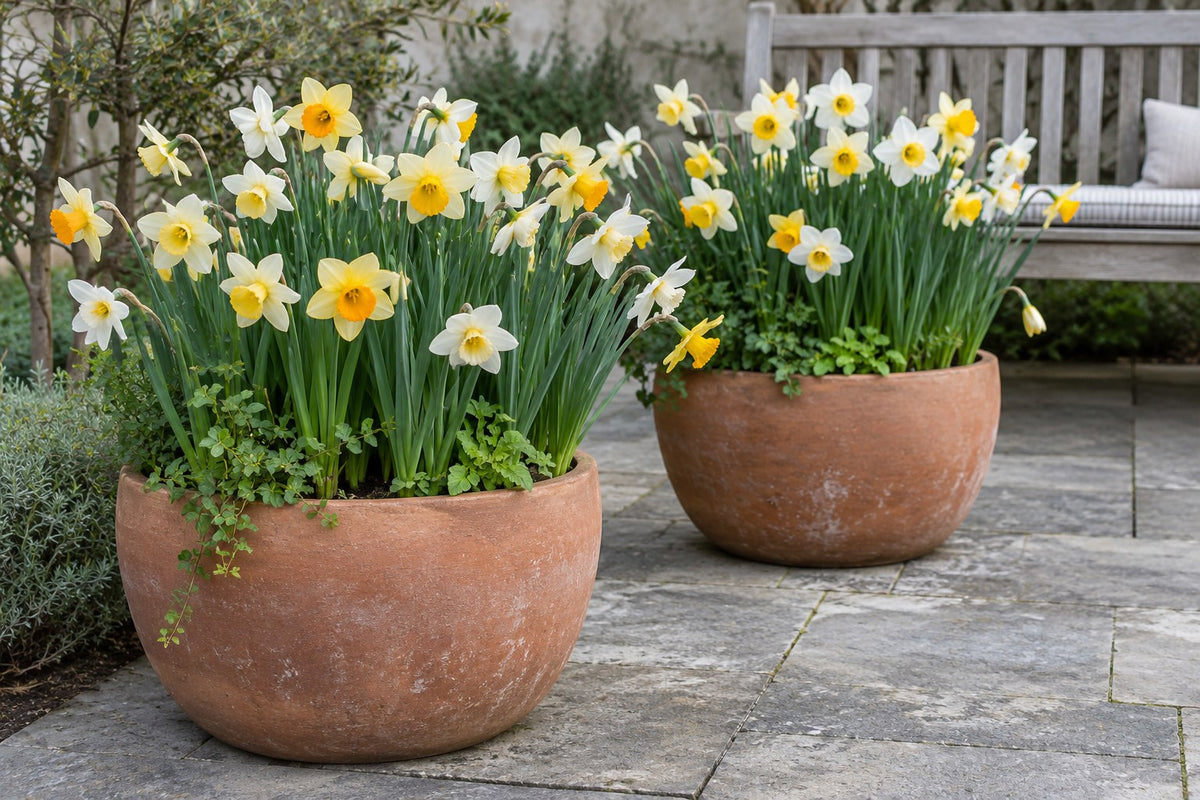 Narcis Replete in bloei in potten op een terras
