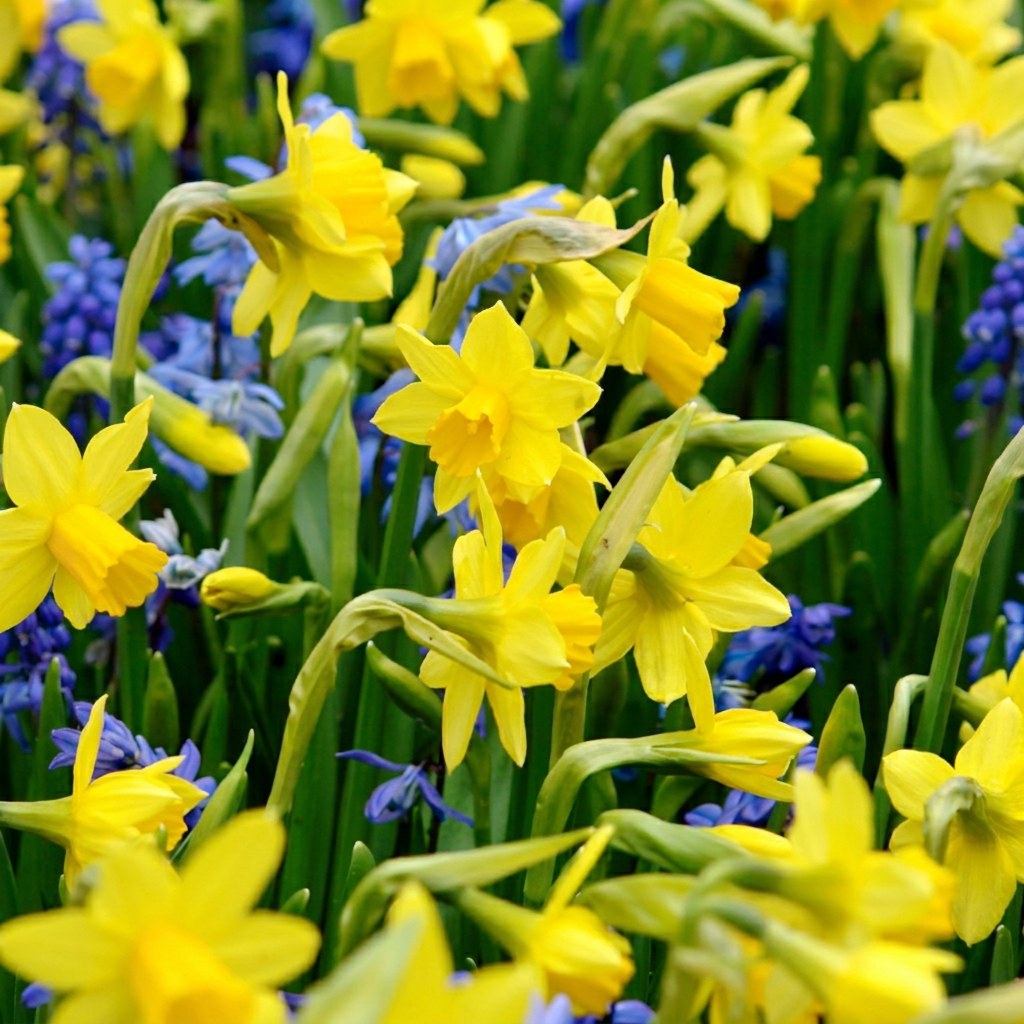 Narcis Tête-à-Tête in bloei