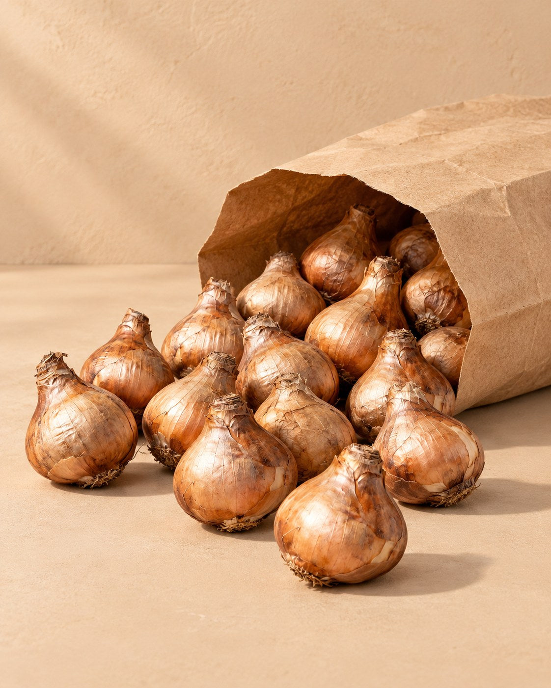 Bulbs of Daffodil bulbs Tête-à-Tête