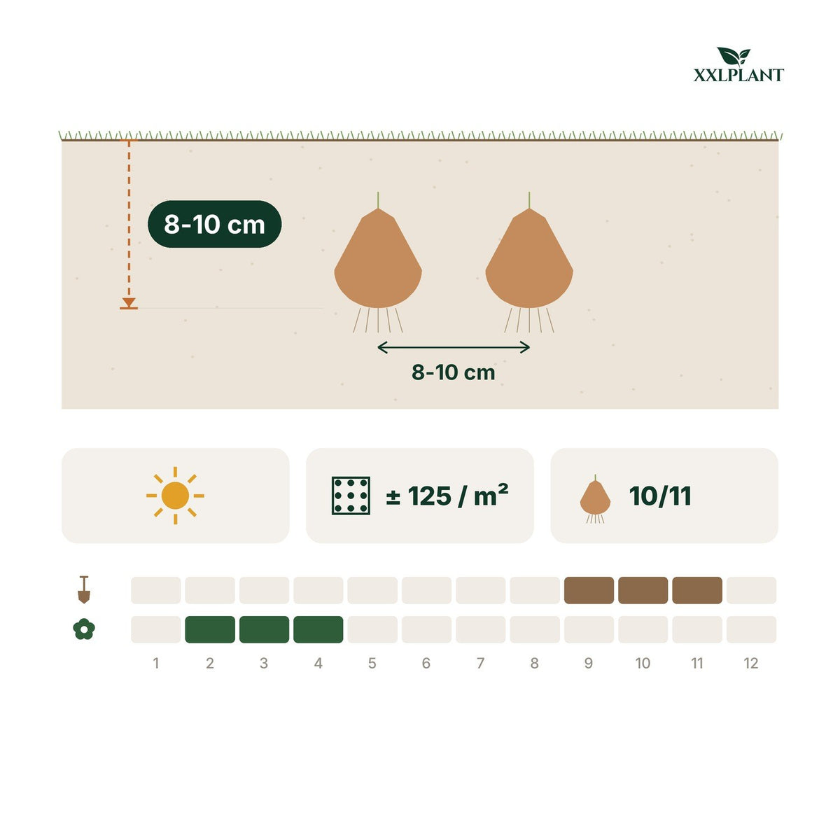 Planting card Daffodil bulbs Tête-à-Tête: 8-10 cm deep, 8-10 cm apart