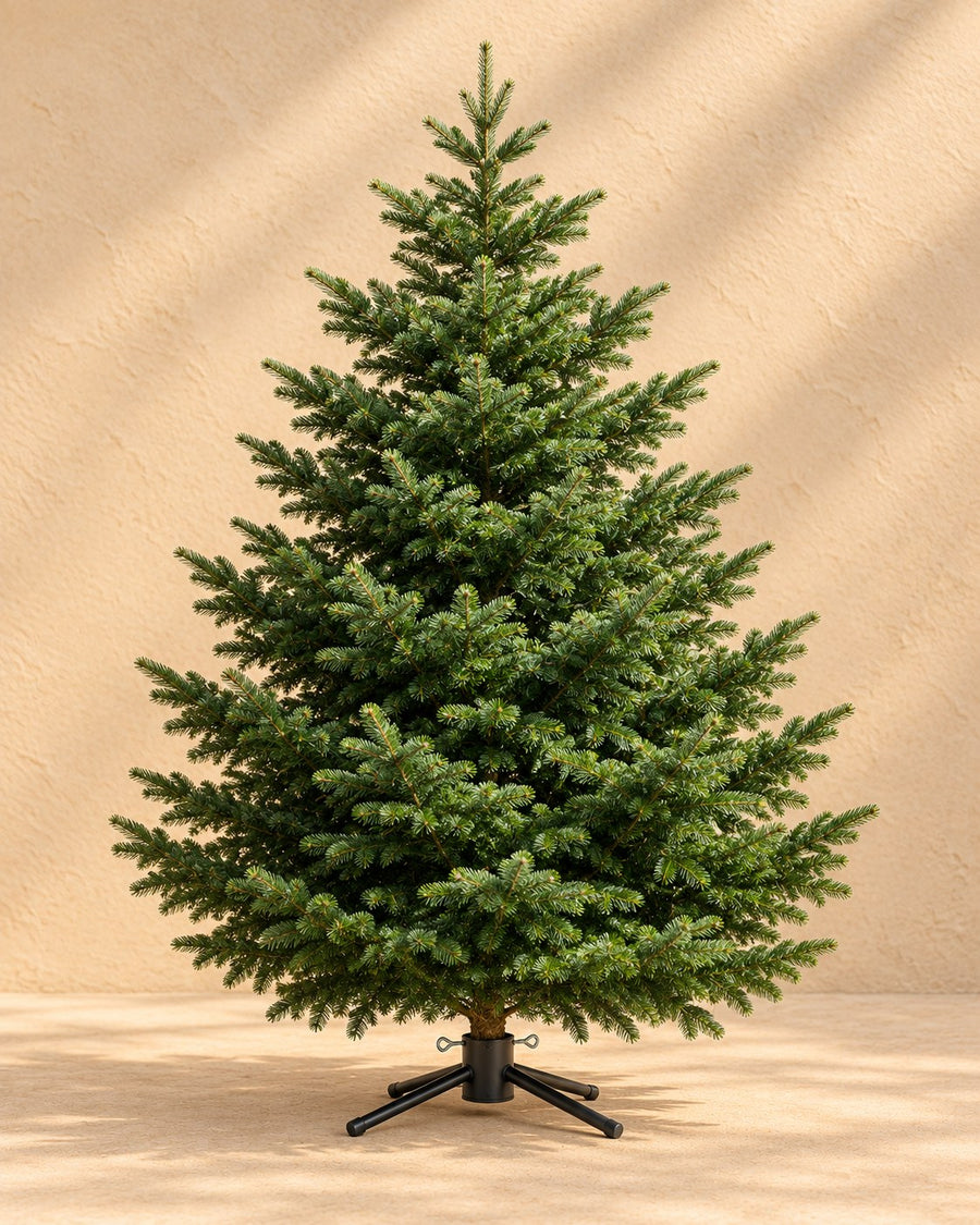 Nordmann kerstboom (Abies nordmanniana)