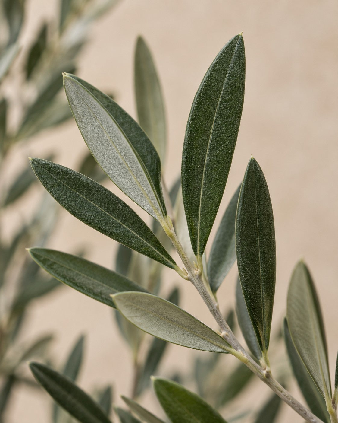 Close-up van het blad van de Olea europaea