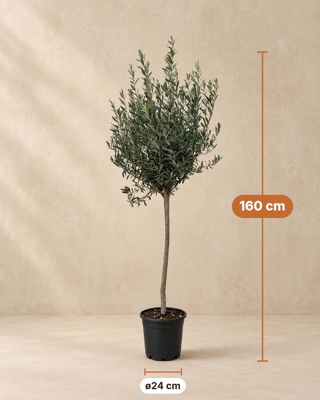 Mått Olea europaea: 160 cm hög, kruka ø24 cm