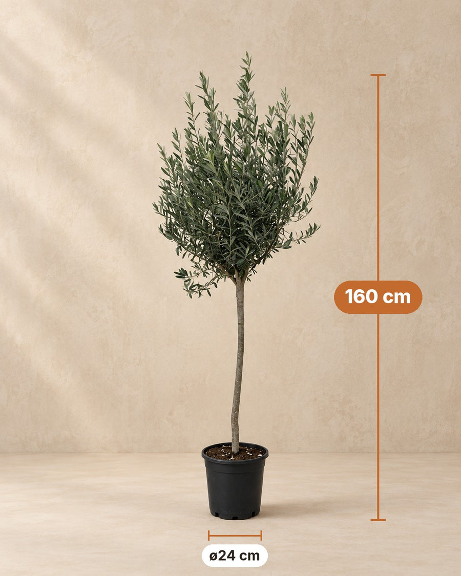 Olea europaea (olivträd) på stam 160 cm hög, kruka ø24 cm