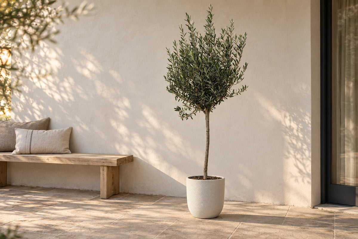Olea europaea, 160 cm, i ytterkruka Elho Jazz Round wit på en terrass