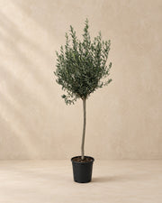 Olea europaea, 160 cm hög i en 24 cm odlingskruka