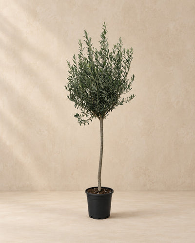 Olea europaea, 160 cm hög i en 24 cm odlingskruka