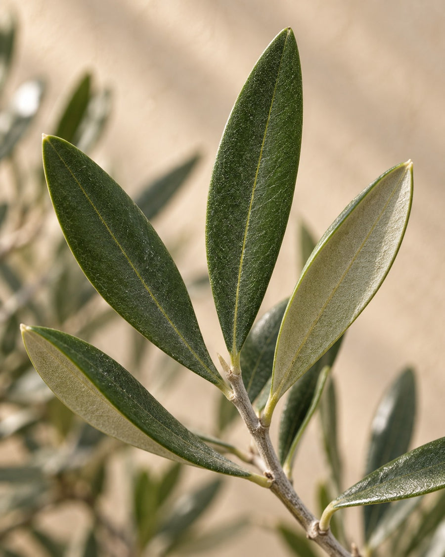 Olea europaea (olivo) Lorc 180 cm di altezza, vaso ø50 cm