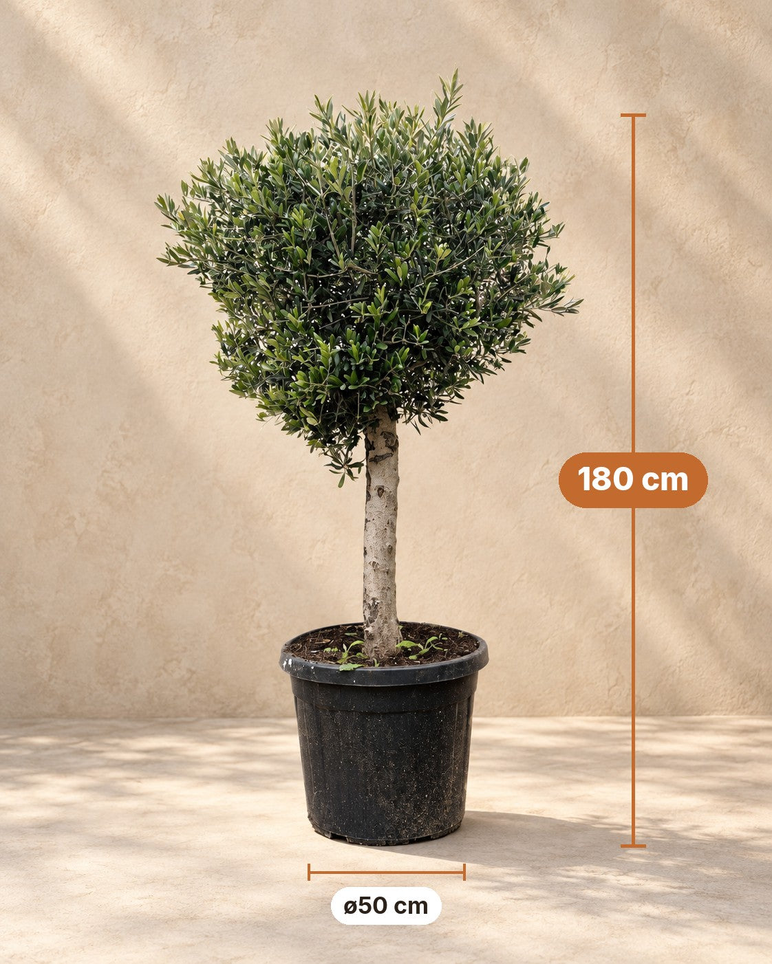 Dimensioni Olea europaea: altezza 180 cm, vaso ø50 cm