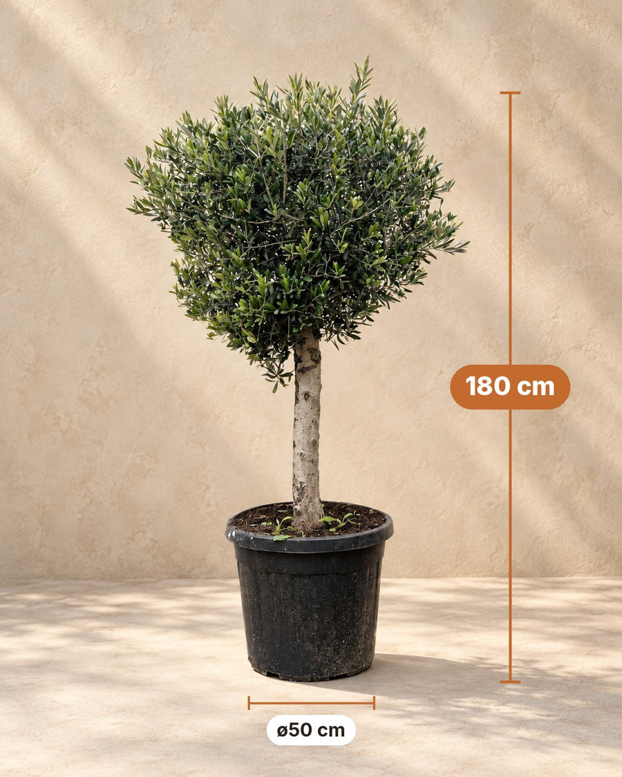 Olea europaea (olivo) Lorc 180 cm di altezza, vaso ø50 cm