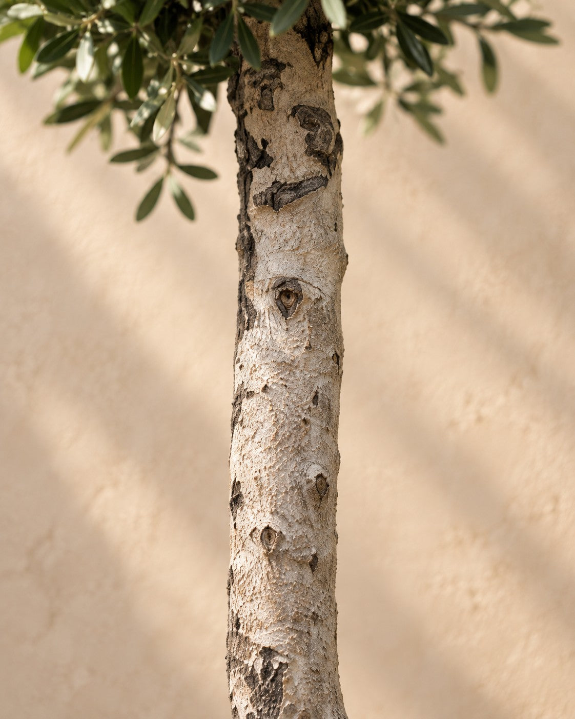 Primo piano del tronco di Olea europaea