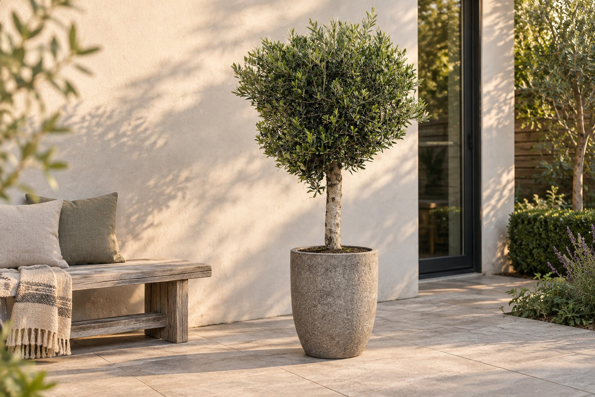 Olea europaea, 180 cm, in vaso Mountain Hayes su una terrazza