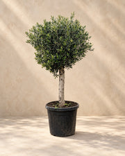 Olea europaea, alta 180 cm in vaso di coltivazione da 50 cm