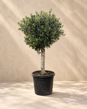 Olea Europaea (Olijfboom)