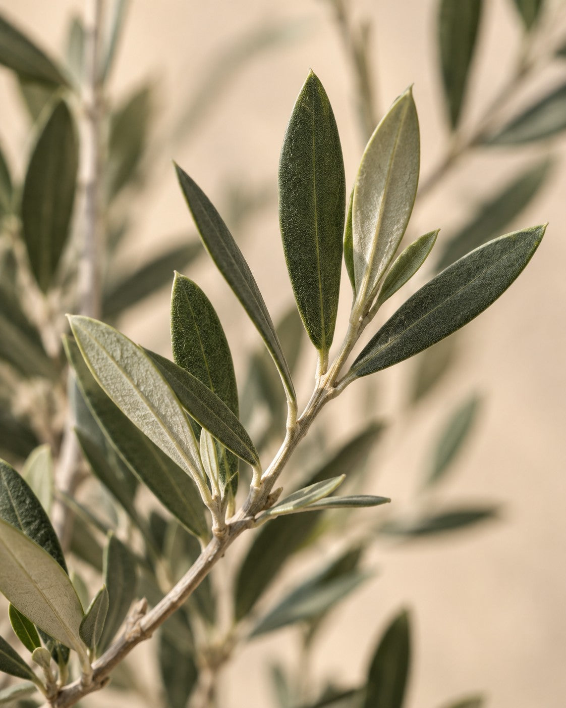 Primo piano delle foglie di Olea europaea
